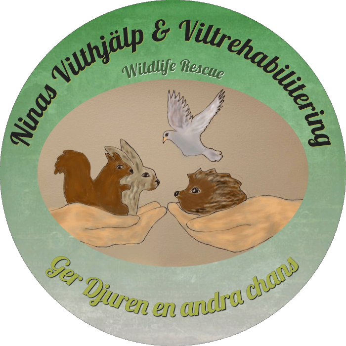 <em>©</em> 2025 Ninas Vilthjälp & Viltrehabilitering