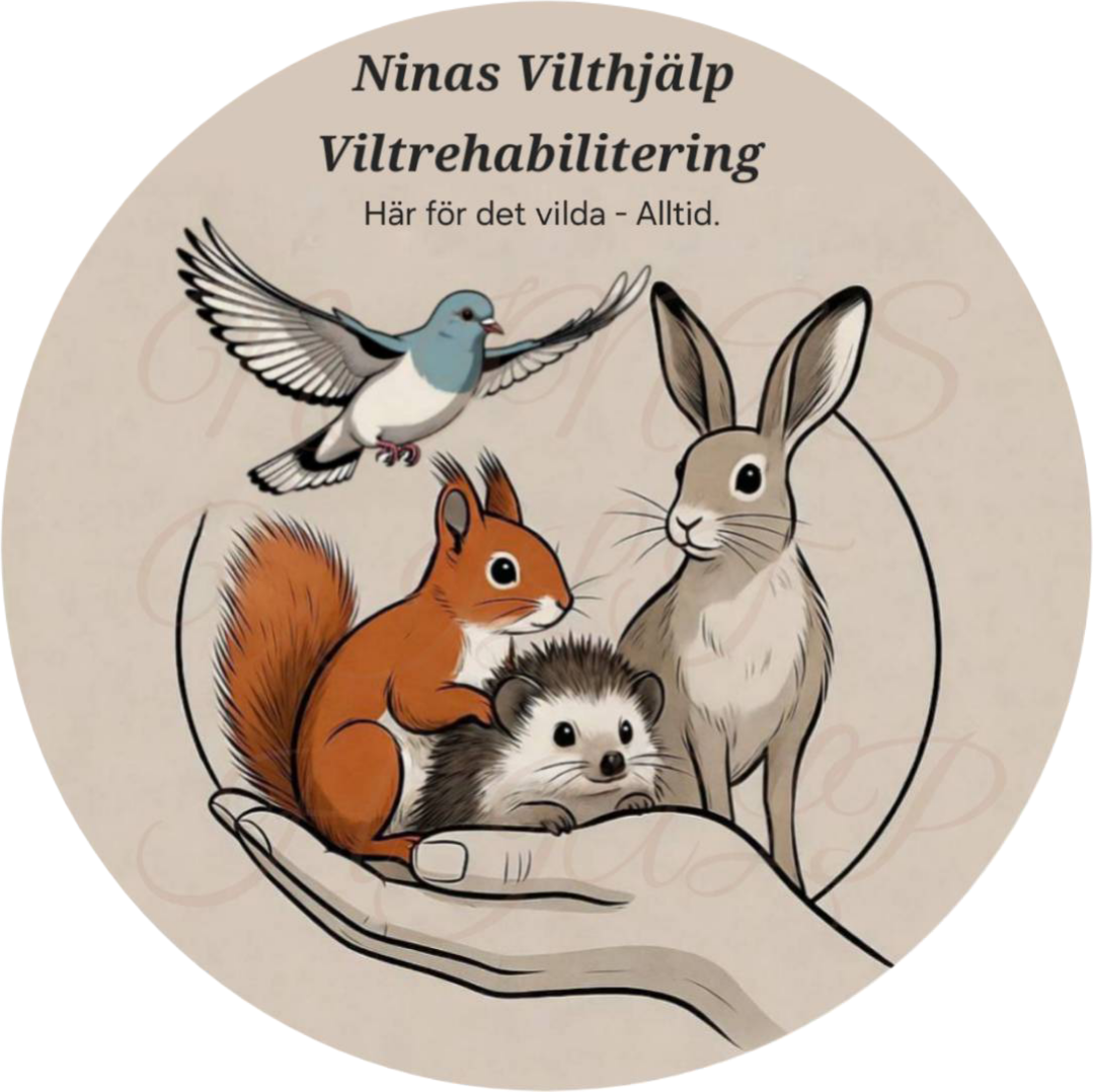 2025 Ninas Vilthjälp Viltrehabilitering